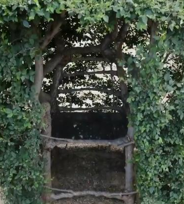 老農耗時17年種出椅子樹 苦心鉆研光選樹就用了3年時間